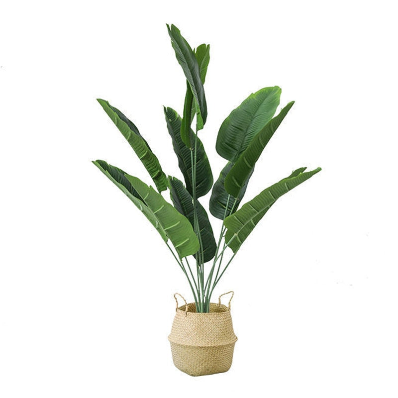 Strelitzia Nicolai - Oiseau de paradis artificiel