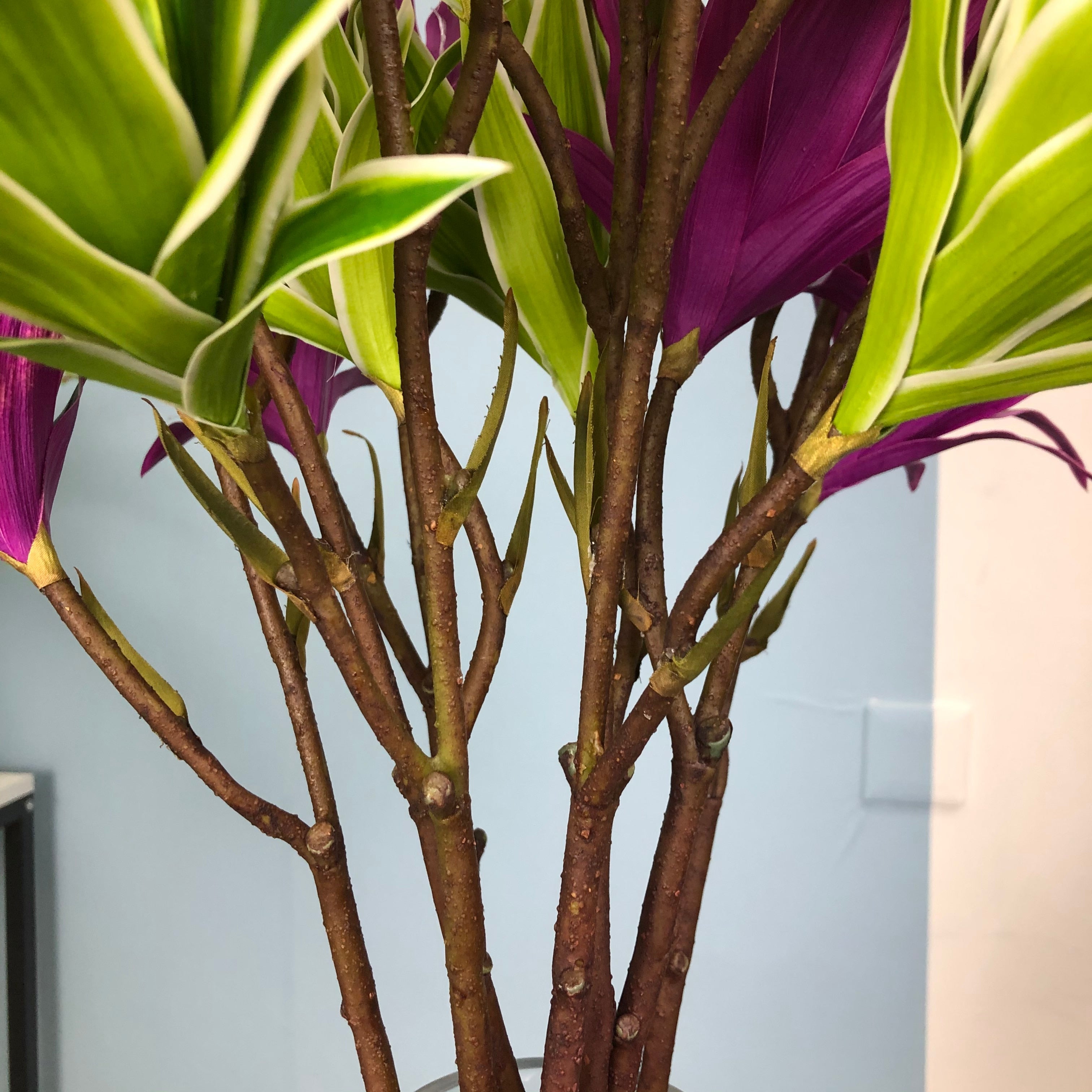 Magnolia Grandiflora - Branche de magnolia artificiel