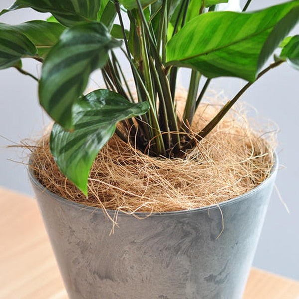 Fibre de coco naturelle