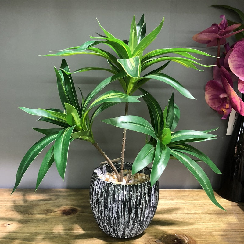 Dracaena lemon lime