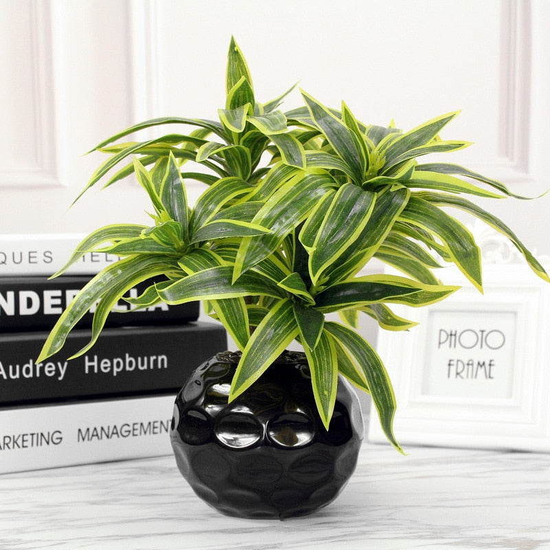 Dracaena lemon lime