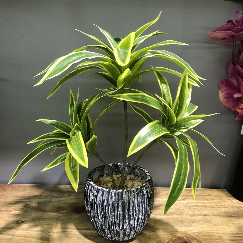 Dracaena lemon lime
