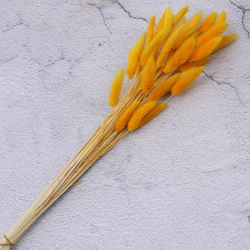 Lagurus Ovatus - Queue-de-lièvre séchées - 45 branches