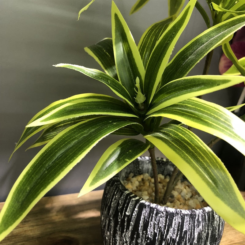Dracaena lemon lime