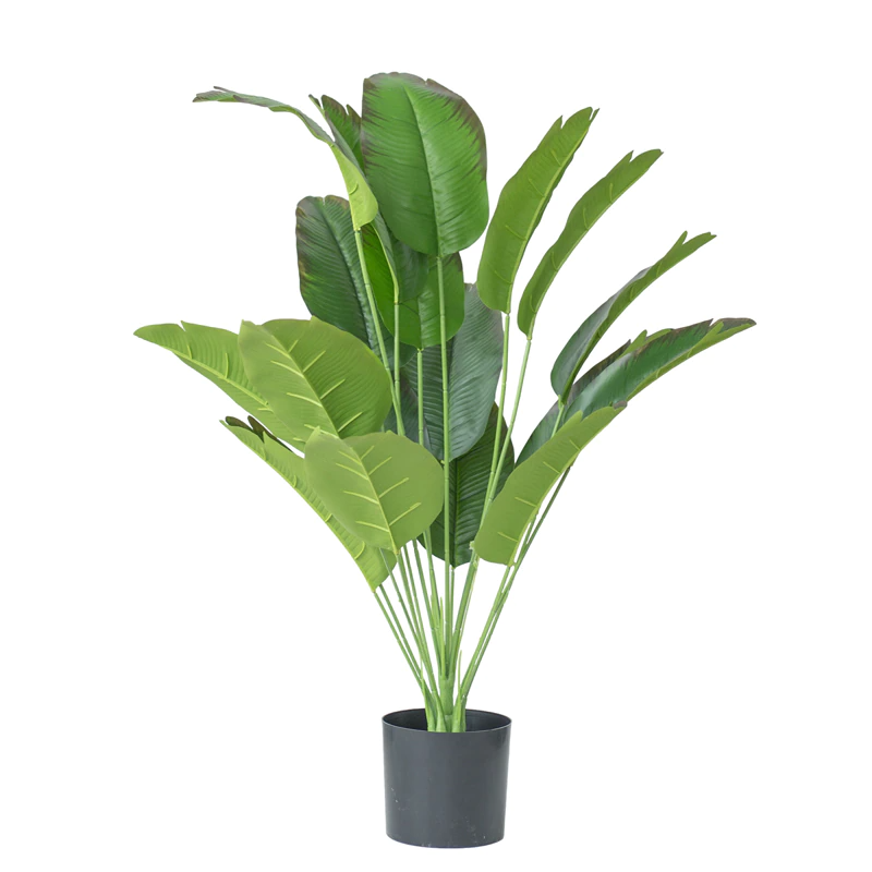 Strelitzia Nicolai - Oiseau de paradis artificiel