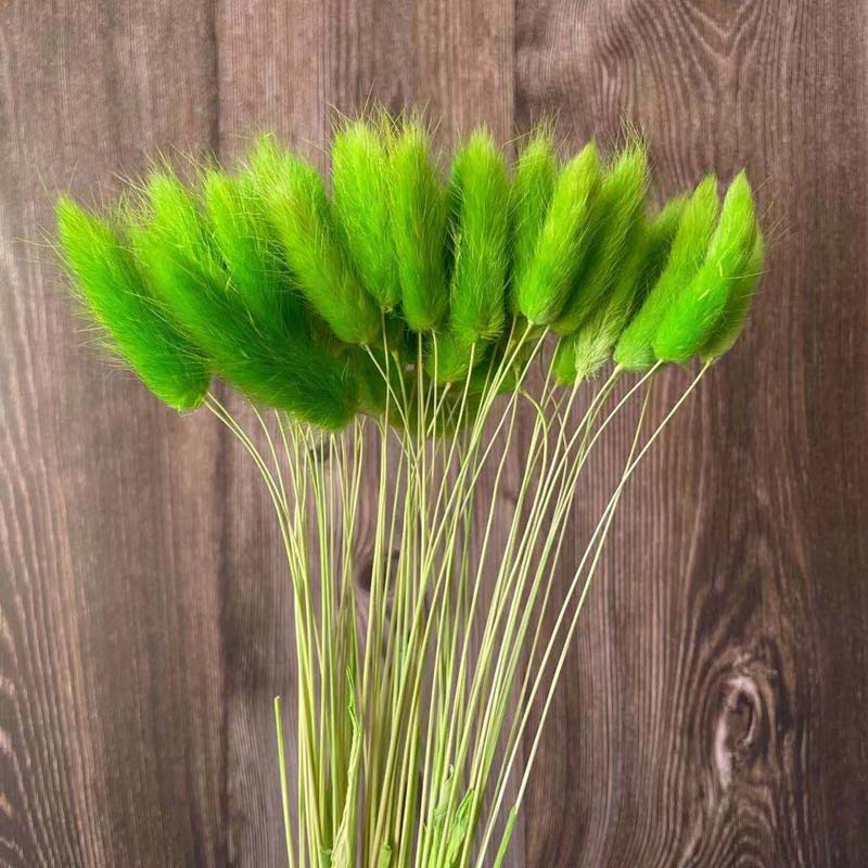 Lagurus Ovatus - Queue-de-lièvre séchées - 45 branches