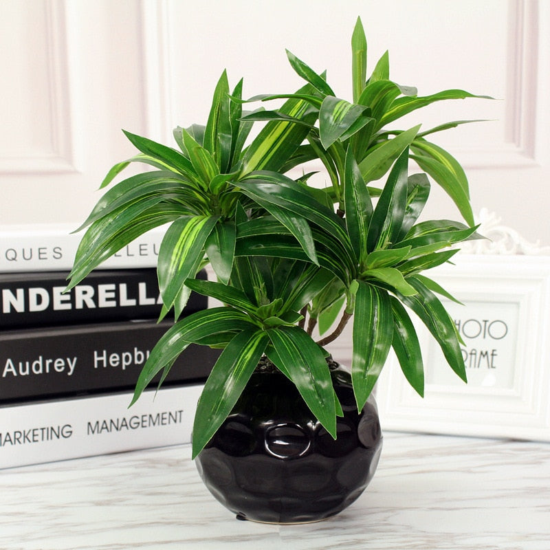 Dracaena lemon lime