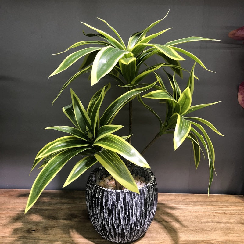 Dracaena lemon lime